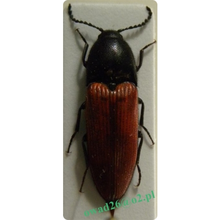 Ampedus sanguineus (Linnaeus, 1758) Sprężyk czerwony, sosnowy